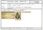 Karteikarte zum Lectotyp von Frondicularia plana Karrer, 1870